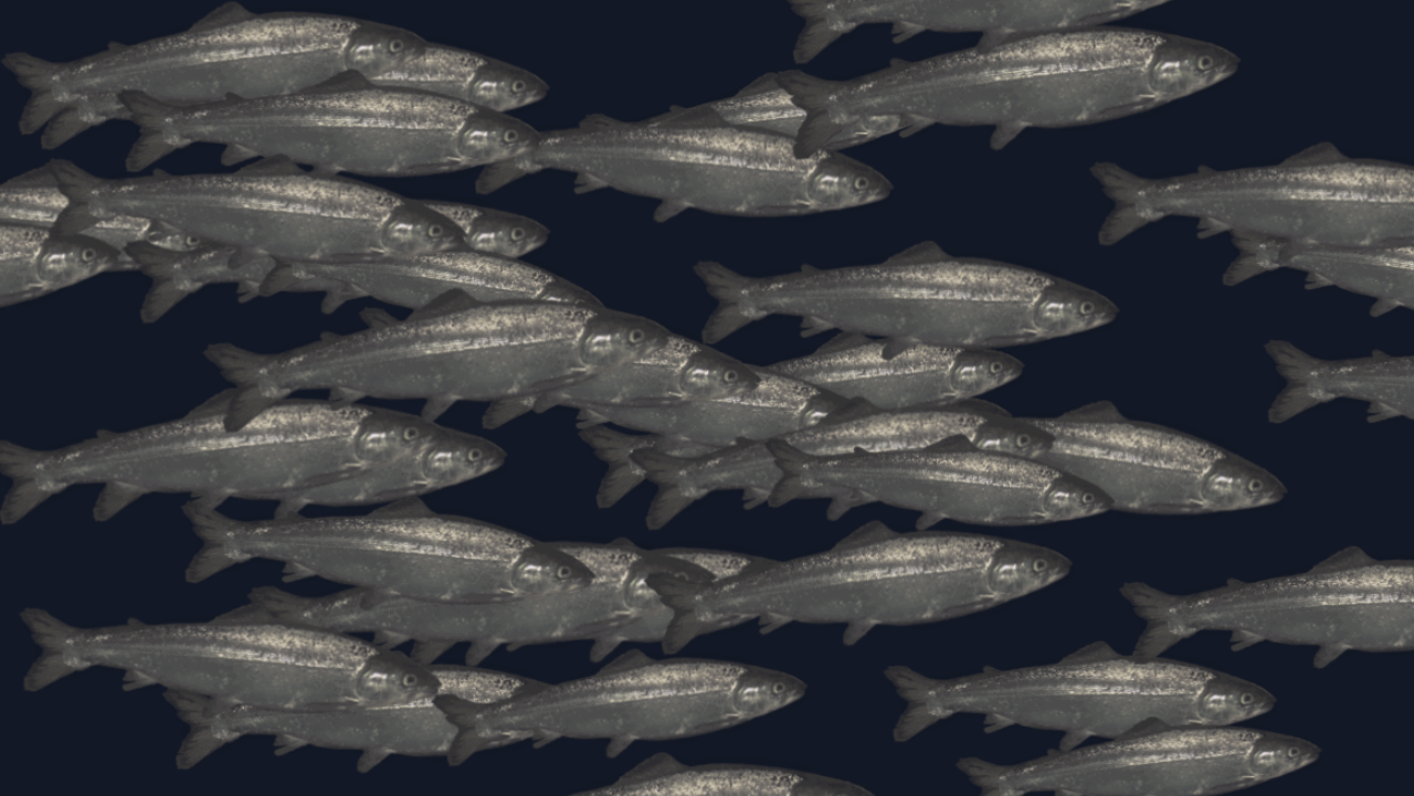 Data-driven smolt production - Aquabyte
